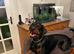 Looking for Doberman stud