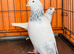 Pakistani pigeons