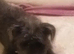 Poodle cross lurcher