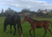 6 year old TB broodmare/companion.