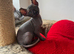 Canadian Sphynx cuddle bugs