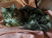 Fluffy Long Haired Mixed Breed Kittens - RESERVE