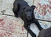 Beautiful mixed breed pups
