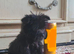 Yorkshire terrier x Cairn terrier yorkie