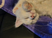 Male maine coon kitten for sale