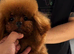 Korean teacup toy poodle stud