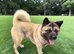 Proven Male Akita – Excellent Stud Opportunity