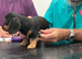 Daxi cross yorkie pups.