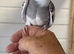Cockatiel