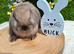 2 Gorgeous mini lops for sale