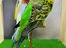 Male expedition budgie