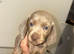 KC registered MINATURE dachshunds