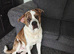 3 male Akita crosses for sale