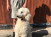 Beautiful standard poodle female for sale