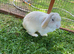 Male Mini Lop 2 Years Old