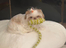 KC Imperial Shih Tzu female puppy
