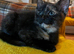 Maincoon X reduced price last one left black female