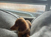 KC REG Long Haired Miniature Dachshunds