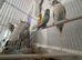 Beautiful baby budgies