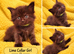 Ragdoll Maine Coon Cross Kittens - Gorgeous Little Fluffy Balls!