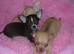 Small Chihuahua puppies 1 Black/tan male 1 Fawn Female