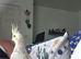 3 month old male pearl cockatiel