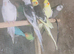Assorted Ringneck Parrots - Beautiful birds.