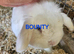 Rescue adult bunnies