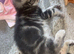 4 beautiful kittens