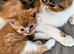 Beautiful persian x kittens