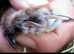 Powys Small Pet Pampering