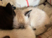 Ragdoll cross kittens