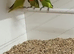 Opaline split dilute unsexed fischers