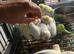 Hand Reared Babe Quakers mutations