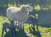 Zwartble Ram 2 year old