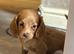 READY NOW MINIATURE DACHSHUND PUPPIES