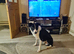 Border collie dog 18months old.