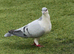 Pigeon