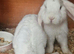 2 Purebred Minilop boys