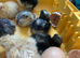 Day old chicks