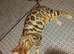Female purebred 4yr old spayed bengal