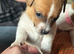 Jack Russell pupies