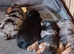 Biewer yorkie pups three merle and one black and tan