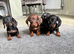Miniature dachshund