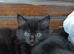 9 weeks old ready for new homes