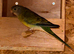 Redrump parakeets pair