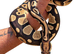 Orange dream 100% het pied male ball python