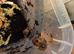 Giant African Land Snails For Sale