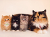 Rare Munchkin Minuet (Persian Munchkin) Kittens