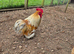 *FREE* 1yr old Pekin bantam cockerel